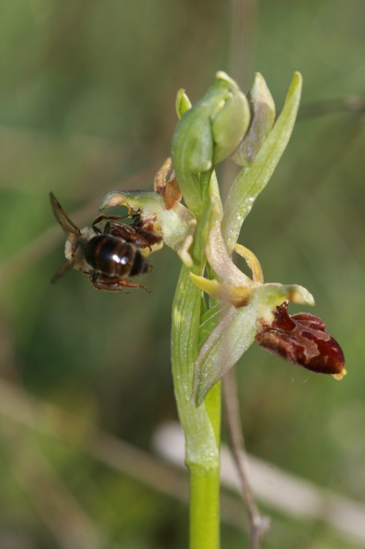 Oprhys sphegodes poco strana